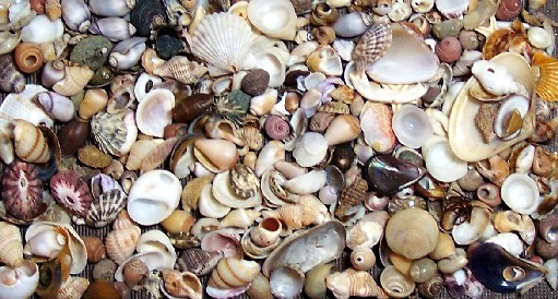 small shells