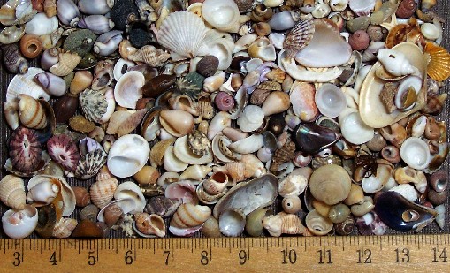 tiny shells sized