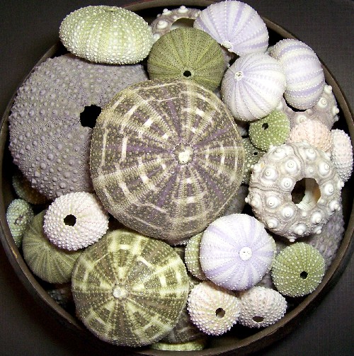 sea urchin's in a bowl
